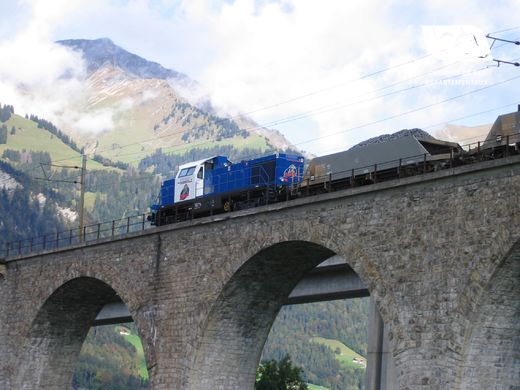 Scheuchzer Scheuchzer